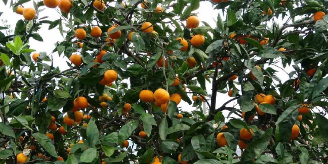 Akdeniz'de değil Ordu'da yetişiyor! 140 tonluk üretimde hasat vakti: 25 TL’den satışa çıkıyor 2